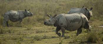 rhino